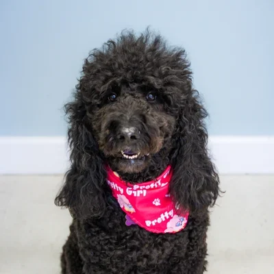 Bailei, a black curly-haired therapeutic assistant dog wearing a pink bandana.